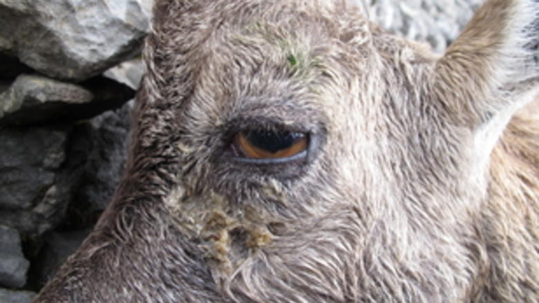  Erkrankter Steinbock im Anfangsstadium mit Sekretstrassen unter dem Auge. ARCHIV