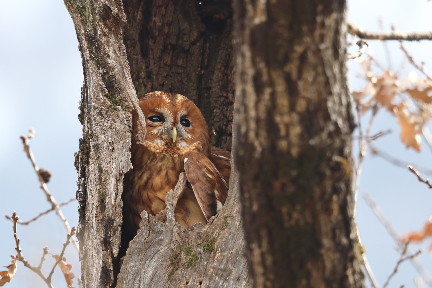 Der Waldkauz, ein scheuer, nachtaktiver Vogel der Wälder.