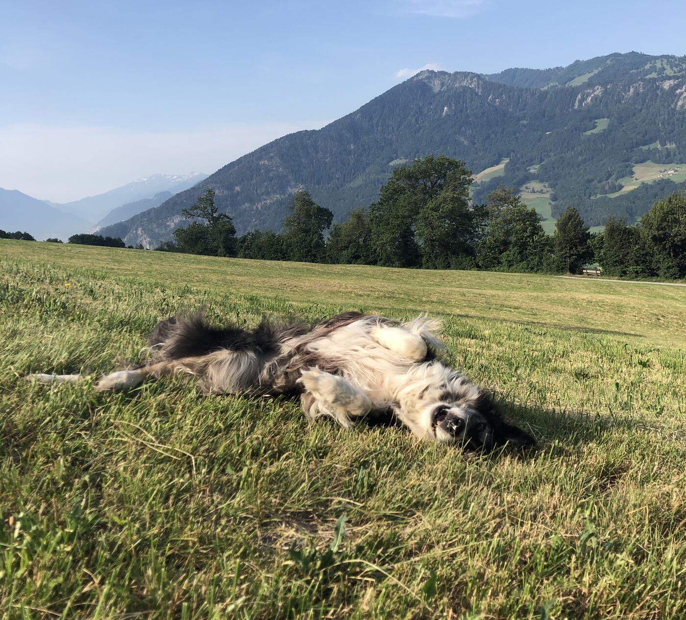 Zufrieden: Während wir in der Heimat jede Ecke gemeinsam erkundeten, wälzte sich Jana häufig in den saftigen Wiesen.