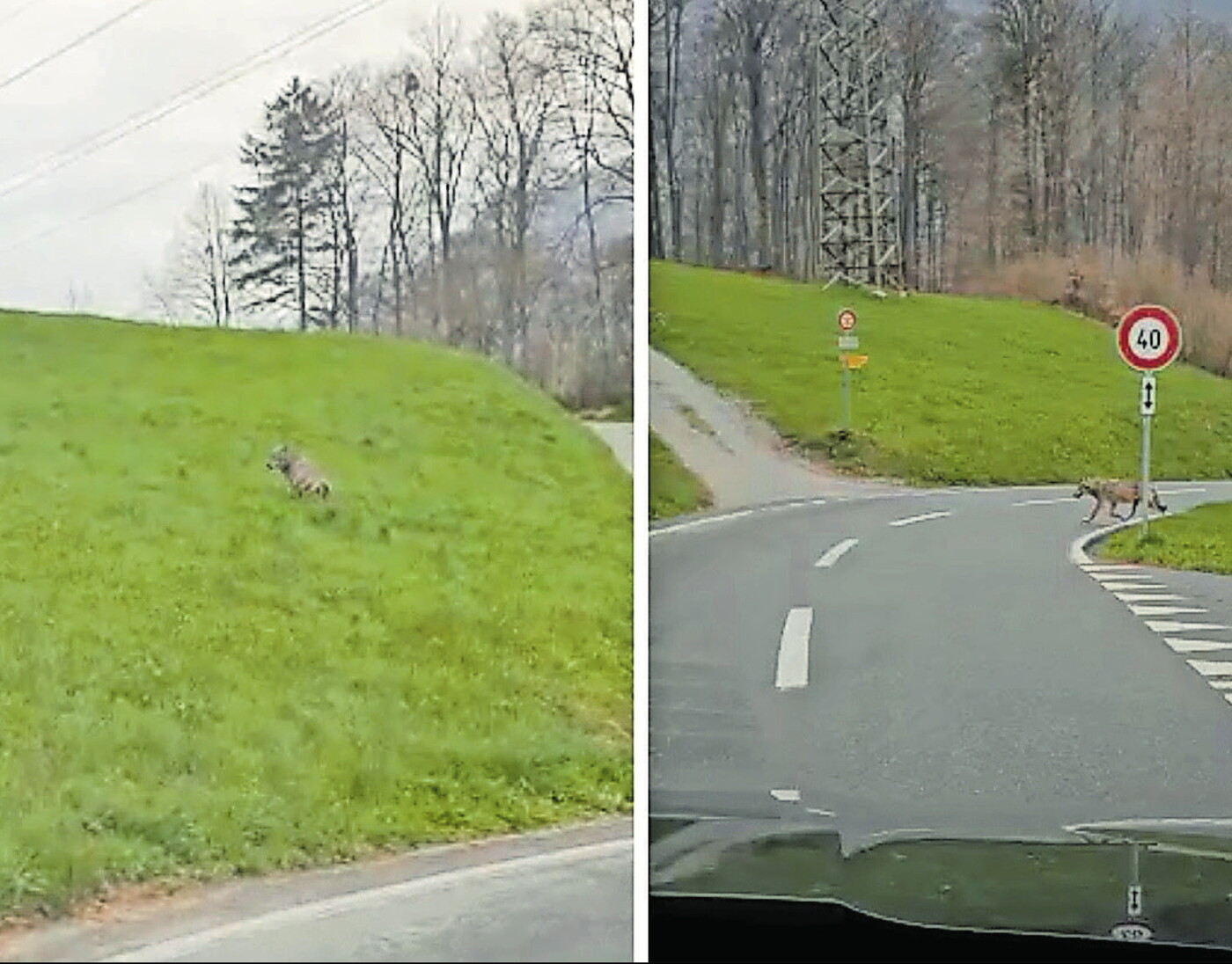 Dieser Wolf hat Anfang April überlebt: Das Tier wird bei Schwändi bei Tageslicht beobachtet und gefilmt, wie es die Strasse überquert.