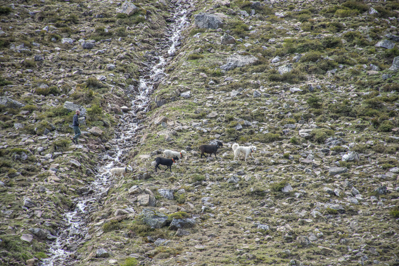 Nach einer Nacht alleine treffen Adena und ihre Herde auf den Figuranten.