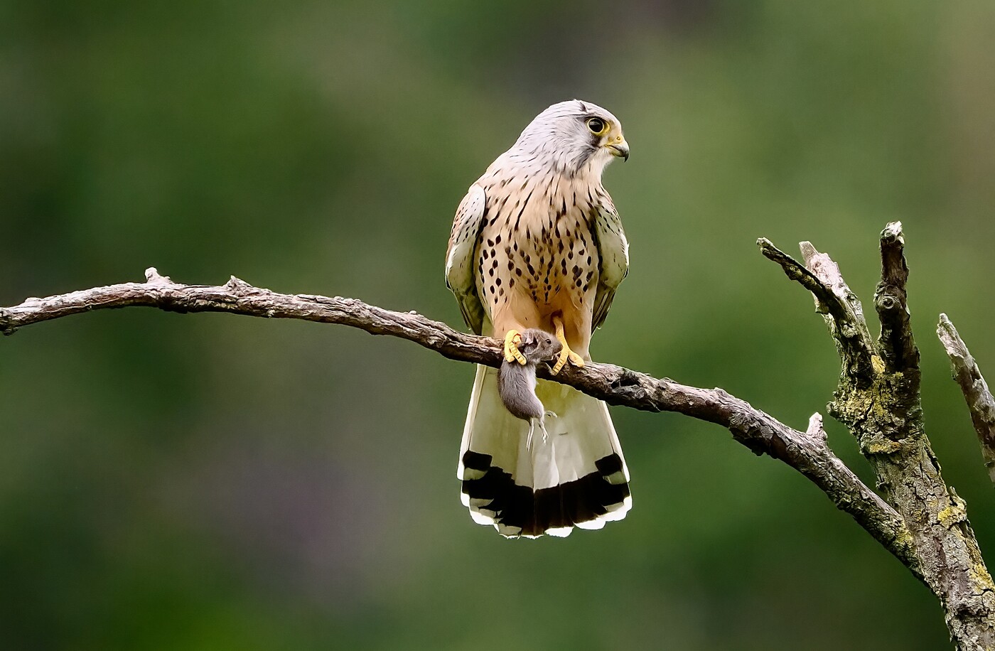 Der Turmfalke, unser «Mäuse-Regulierer».