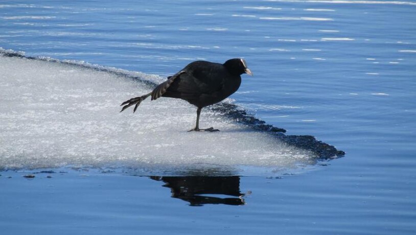 Auf dem Lej Suot bei Silvaplana tummeln sich Stockenten, Zwergtaucher und Spiessenten und vor allem Blässhühner wie dieses, das auf dem Eisspitz tanzt.