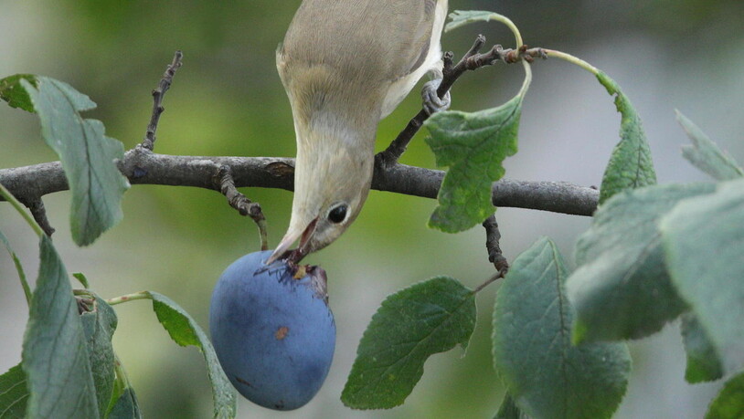 Die Gartenmücke ernährt sich von Früchten und Beeren für den langen Flug in sein Überwinterungsgebiet im tropischen Afrika.