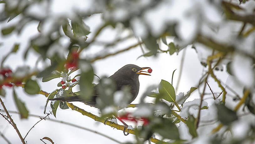 Es macht den Anschein, als hätte die Amsel Spass am Versteckspiel.