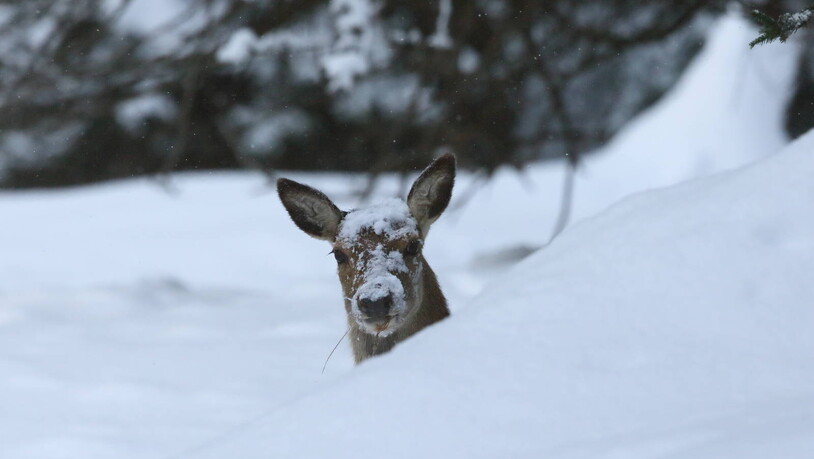 Bei grossem Schneefall lässt sich das Hirschwild, wenn es nicht gestört wird, gerne einschneien.