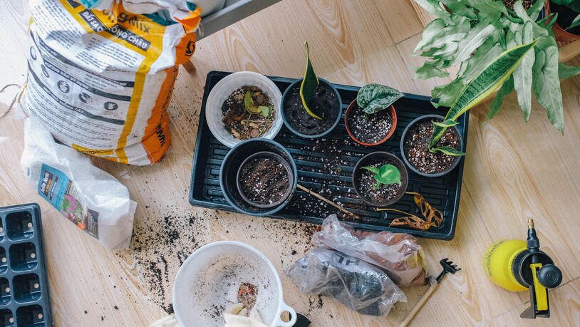 Das Anzüchttöpfen ist das erste langfristige Zuhause für deine Pflanze. 