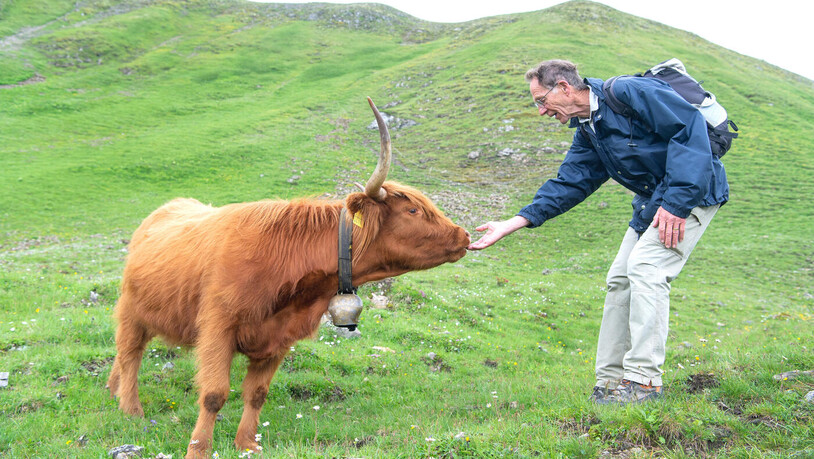 Nicht immer zu empfehlen: Ein Mann füttert auf dem Weg zum Arflinafurgga ein Schottisches Hochlandrind. 