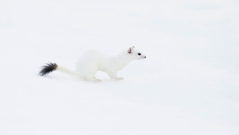 Schneeweiss: Das Fell des Hermelins passt sich im Winter der Umgebung an. 