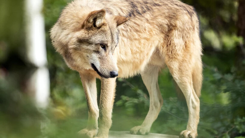 Ein Wolf, aufgenommen im Zoo Zuerich am Mittwoch, 16. September 2020. Der Zoo Zuerich haelt Woelfe seit der 1950-er Jahre. Zurzeit leben fuenf Mongolische Woelfe im Zoo Zuerich. (KEYSTONE/Alexandra Wey) SCHWEIZ ZOO ZUERICH WOLF