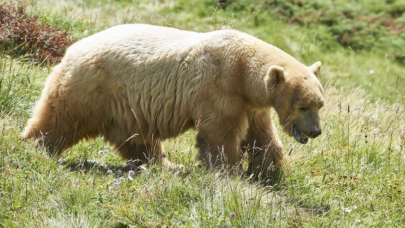 Napa fühlt sich im Arosa Bärenland zuhause.