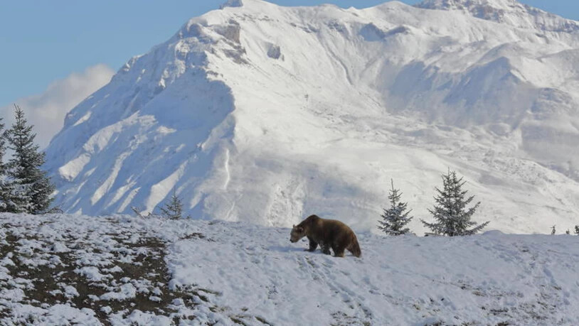 Napa ist bald nicht mehr alleine in Arosa. 