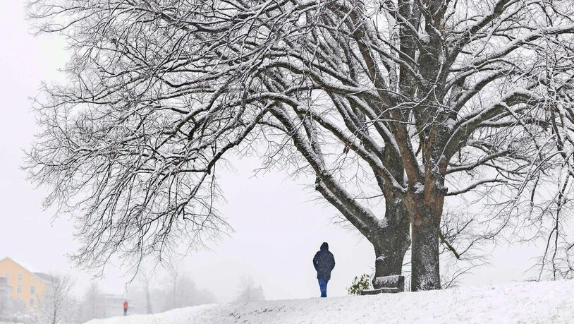 Im Winter verliert der Baum seine Blätter und wirkt nackt. Im Winter verliert der Baum seine Blätter und wirkt nackt.