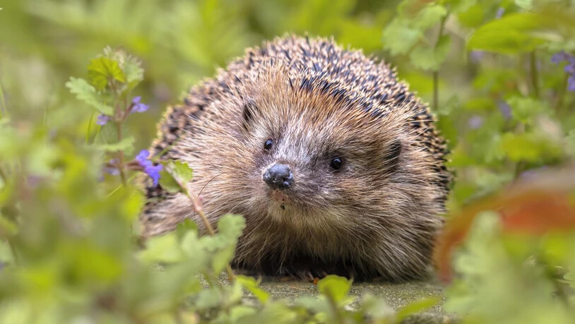 Ein neugieriger Igel im Gebüsch: Schnuppert er gerade nach leckeren Insekten?