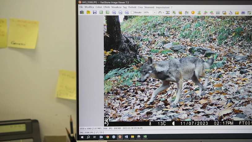 Eine Aufnahme eines wilden Wolfes im Tessin durch eine Fotofalle Anfang Jahr. (Archivbild)