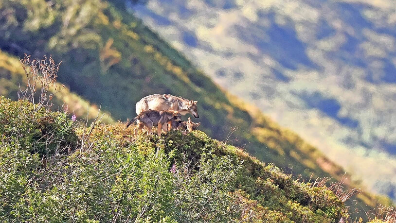 Keine Welpenabschüsse: Das Stagiaswolfsrudel bleibt vorerst intakt. Im Bild die letztjährigen Welpen mit dem Muttertier. Keine Welpenabschüsse: Das Stagiaswolfsrudel bleibt vorerst intakt. Im Bild die letztjährigen Welpen mit dem Muttertier.