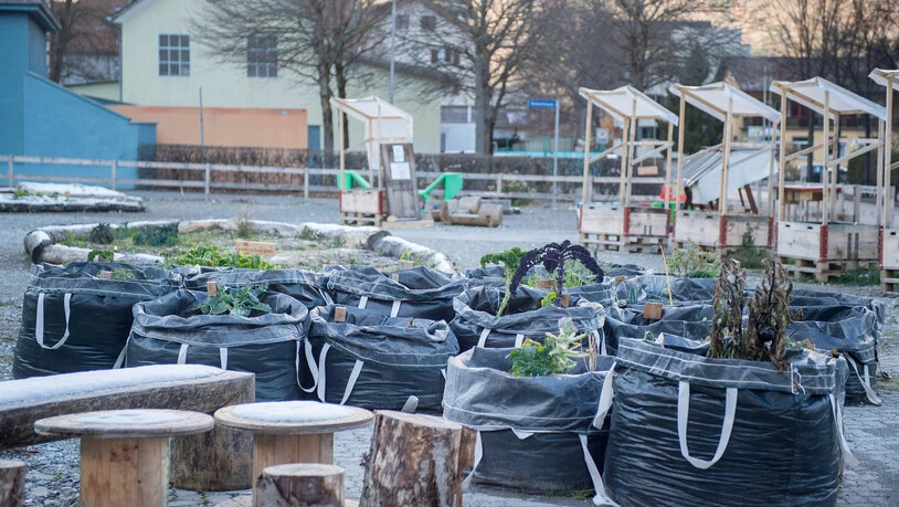 Begrünte Baubrache: 25 Personen aus zwölf verschiedenen Ländern haben im Westen des Welschdörfli gemeinsam Gemüse und Kräuter angepflanzt. Begrünte Baubrache: 25 Personen aus zwölf verschiedenen Ländern haben im Westen des Welschdörfli gemeinsam Gemüse und Kräuter angepflanzt.
