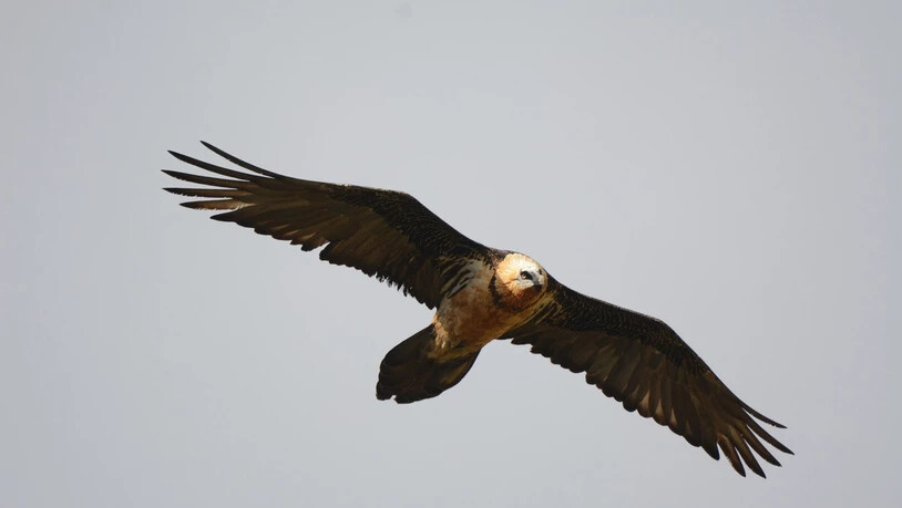 Wurde nur 13-jährig: Sardona ist 2010 in der Region ausgewildert worden, jetzt ist der Bartgeier gestorben. Wurde nur 13-jährig: Sardona ist 2010 in der Region ausgewildert worden, jetzt ist der Bartgeier gestorben.