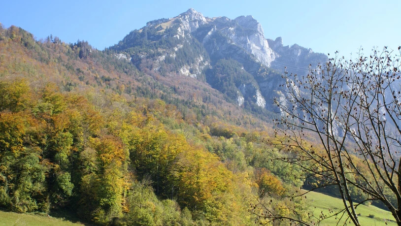  Wird anders aussehen: Der Klimawandel wird die Baumartenzusammensetzung im Glarner Wald und damit das gewohnte Waldbild verändern.