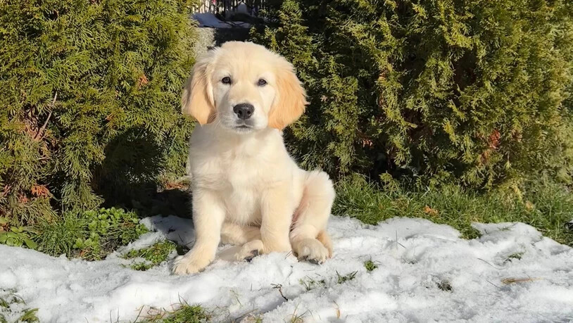 Herz auf vier Goldpfötchen: Luna zieht ein im neuen Daheim. Herz auf vier Goldpfötchen: Luna zieht ein im neuen Daheim.