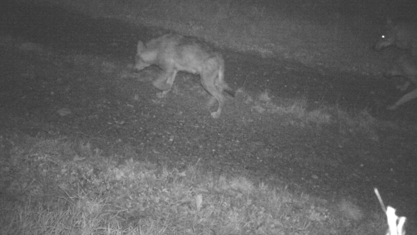 Vorläufig nicht mehr im Visier: Ein Jungwolf des Vorabrudels. Es gehört zu jenen Rudeln, die der Kanton ausmerzen will – aber vorläufig nicht darf.