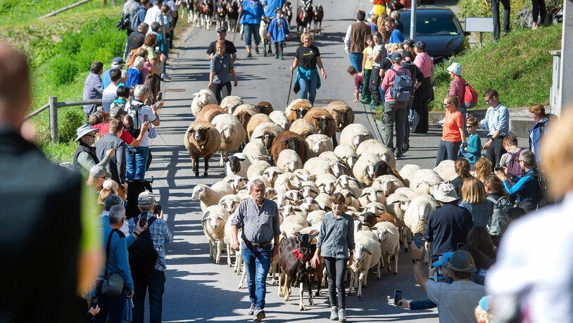 Der grösste Prättigauer Tourismusanlass: Das Alp Spektakel in Seewis lockt alljährlich Tausende Gäste an. Der grösste Prättigauer Tourismusanlass: Das Alp Spektakel in Seewis lockt alljährlich Tausende Gäste an.