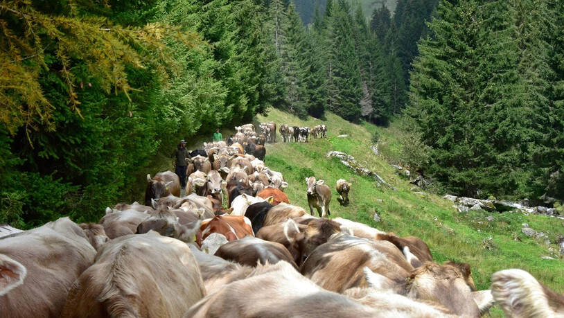 Zurück ins Tal: Das Jungvieh der Brigelser Alp Tschegn Dado wird von den Hirtinnen und Hirten heimwärts getrieben. Zurück ins Tal: Das Jungvieh der Brigelser Alp Tschegn Dado wird von den Hirtinnen und Hirten heimwärts getrieben.