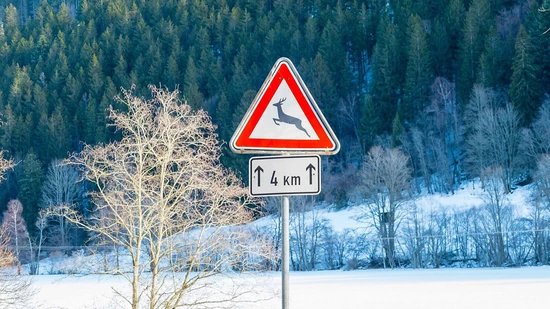 Aufgepasst: Da die Wildtiere im Winter in Siedlungsnähe auf der Suche nach Nahrung sind, kommt es vermehrt zu Unfällen. 