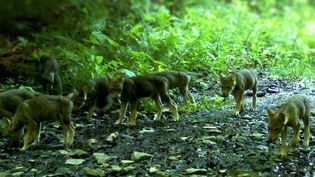 Ein Wolf des Calanda-Rudels hat in Vättis eine Hirschkuh gerissen.