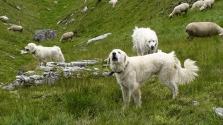 Hund