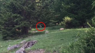 Diese Aufnahmen wurden im Schweizerischen Nationalpark bei Zernez gemacht. Video Facebook