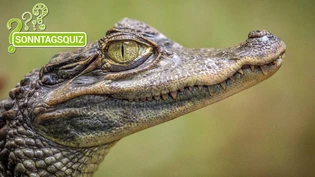 Achtung bissig: Beisst ihr euch an diesem Quiz die Zähne aus?