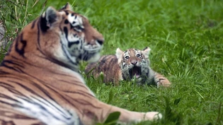 Amur-Tiger sollen in Kasachstan wieder heimisch werden. (Archivbild)