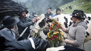Die Bauernfamilien schmücken ihre Tiere vor dem Alpabzug.