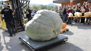 Der Siegerkürbis wiegt 727,5 Kilogramm.