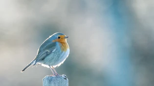 Wo ist der Wurm? Der frühe Vogel hält Ausschau.