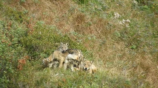Wolfsabschüsse: Gemäss den Beschlüssen der eidgenössischen Räte dürfen Wölfe neu zwischen dem 1. September und dem 31. Januar reguliert werden, auch wenn sie noch keinen Schaden angerichtet haben.