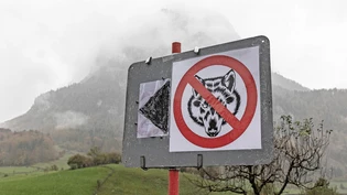 Weniger Wölfe: Der Kanton will die Glarner Wölfe mehr regulieren. Das forderten vor einiger Zeit auch landwirtschaftliche Organisationen.