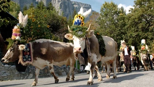 Tradition: Festlich aufgemacht ziehen die Kühe von der Alp zurück ins Tal. Tradition: Festlich aufgemacht ziehen die Kühe von der Alp zurück ins Tal.