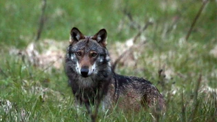 Der Wolf beschäftigte das Bündner Parlament am Donnerstag. Der Wolf beschäftigte das Bündner Parlament am Donnerstag.
