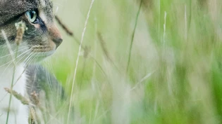 Wo im Linthgebiet am meisten Büsis leben: Das und viele weitere Katzenfakten zeigt eine Statistik anhand von Chips.