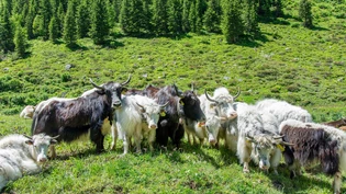 Geniessen die Gesellschaft: Yaks sind gerne in der Herde.