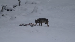 Die Raubtiere sollen sich nach dem Abschuss von Siedlungen fernhalten: Ein Wolf frisst in Sool vom Kadaver eines gerissenen Hirschkalbs.