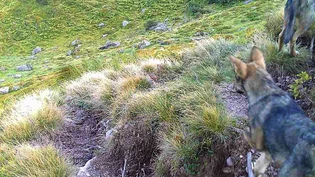Abschuss bewilligt: Eine Fotofalle hat zwei Jungwölfe des Kärpfrudels eingefangen. Abschuss bewilligt: Eine Fotofalle hat zwei Jungwölfe des Kärpfrudels eingefangen.
