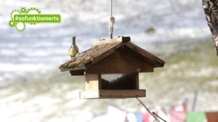 Essen für die harten Wintermonate: Ist der Boden gefroren oder liegt über eine längere Zeitspanne Schnee, freuen sich Vögel über Futterhäuschen.