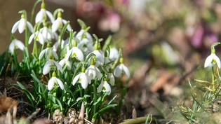 Blühende Flora: Aktuell gedeihen die Pflanzen und die Pollen fliegen. Blühende Flora: Aktuell gedeihen die Pflanzen und die Pollen fliegen.