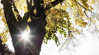 Tut gut: Der Körper braucht Sonnenlicht, um Vitamin D bilden zu können.