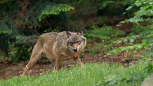 Regulierungsgesuche bewilligt: Die Glarner Wildhüter sollen drei Jungwölfe erlegen. 