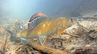 Fühlt sich in renaturierten Gewässern wohl: Die Äsche – vor acht Jahren Fisch des Jahres – wandert kilometerweit, um ihre Eier auf Kiesgrund abzulegen.