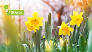 Wechselhaftigkeit: Die Blumen blühen, die Sonne scheint und plötzlich kommt ein Schauer vom Himmel. Wechselhaftigkeit: Die Blumen blühen, die Sonne scheint und plötzlich kommt ein Schauer vom Himmel.